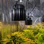 An indoor grow tent with LED lights illuminating dense cannabis plants surrounded by reflective walls.