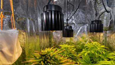 An indoor grow tent with LED lights illuminating dense cannabis plants surrounded by reflective walls.