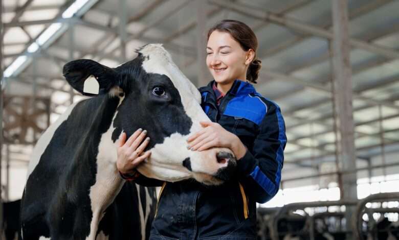 A woman in a metal-roofed barn stands by a black-and-white dairy cow. She cradles the cow's head with both her hands.