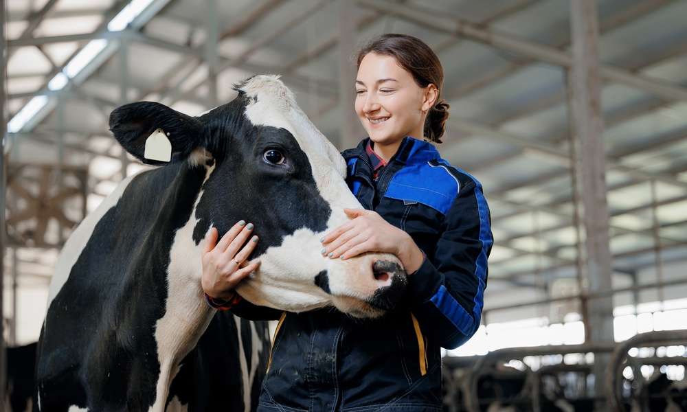 A woman in a metal-roofed barn stands by a black-and-white dairy cow. She cradles the cow's head with both her hands.