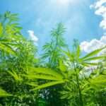 An upward view of the sky coming up through a bunch of cannabis crops. There are a few clouds in the sky.