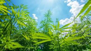 An upward view of the sky coming up through a bunch of cannabis crops. There are a few clouds in the sky.