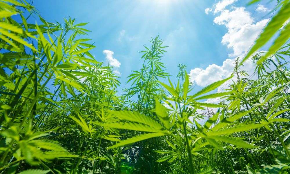 An upward view of the sky coming up through a bunch of cannabis crops. There are a few clouds in the sky.