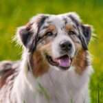 A close-up view shows a tan and white Australian Shepherd with black spots lying in a grassy area with its tongue out.
