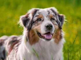 A close-up view shows a tan and white Australian Shepherd with black spots lying in a grassy area with its tongue out.