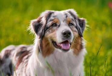 A close-up view shows a tan and white Australian Shepherd with black spots lying in a grassy area with its tongue out.