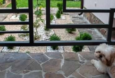 Fluffy white dog rests near a modern black fence overlooking a neat garden of gravel, stones, and shrubs.