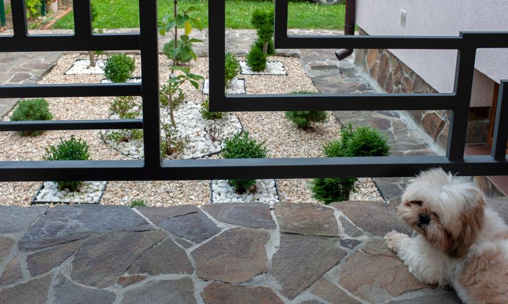 Fluffy white dog rests near a modern black fence overlooking a neat garden of gravel, stones, and shrubs.