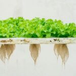 Bright green hydroponic lettuce grows on a floating raft with long exposed roots hanging below against a light background.