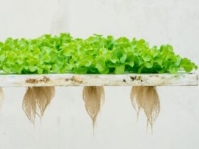 Bright green hydroponic lettuce grows on a floating raft with long exposed roots hanging below against a light background.