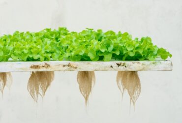 Bright green hydroponic lettuce grows on a floating raft with long exposed roots hanging below against a light background.