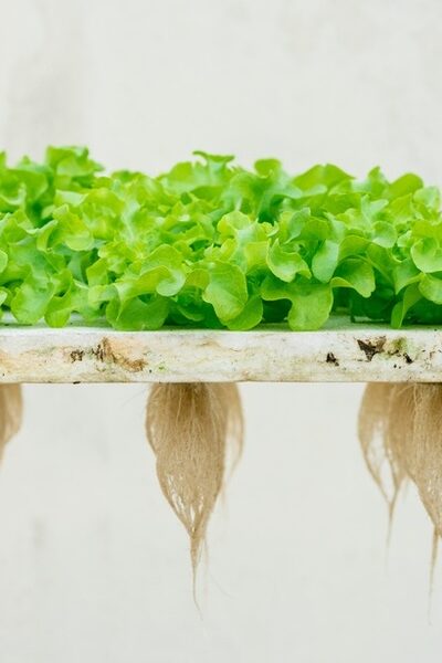 Bright green hydroponic lettuce grows on a floating raft with long exposed roots hanging below against a light background.