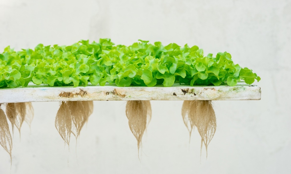 Bright green hydroponic lettuce grows on a floating raft with long exposed roots hanging below against a light background.