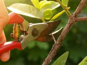 A person using small red handheld shears to prune the thin branches of a tree outside on a sunny day.