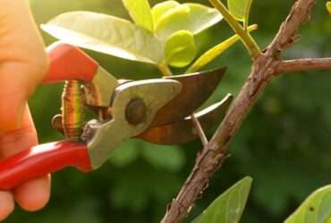 A person using small red handheld shears to prune the thin branches of a tree outside on a sunny day.