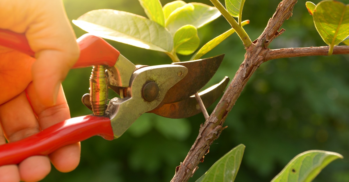 A person using small red handheld shears to prune the thin branches of a tree outside on a sunny day.