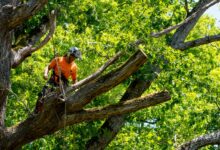 An arborist wearing a helmet and safety gear while secured with ropes high among the branches of a leafy tree.