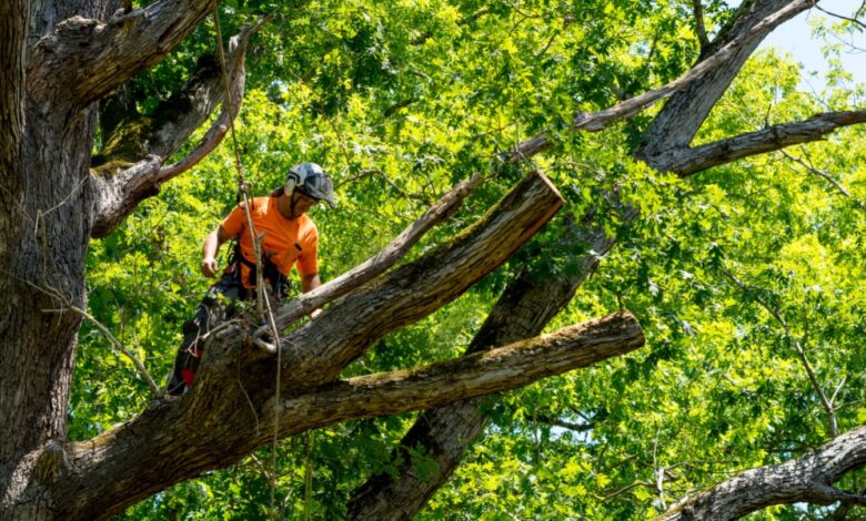 An arborist wearing a helmet and safety gear while secured with ropes high among the branches of a leafy tree.
